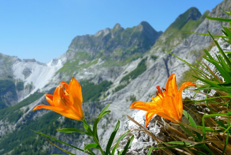 APUANE_FLORA_northtuscany