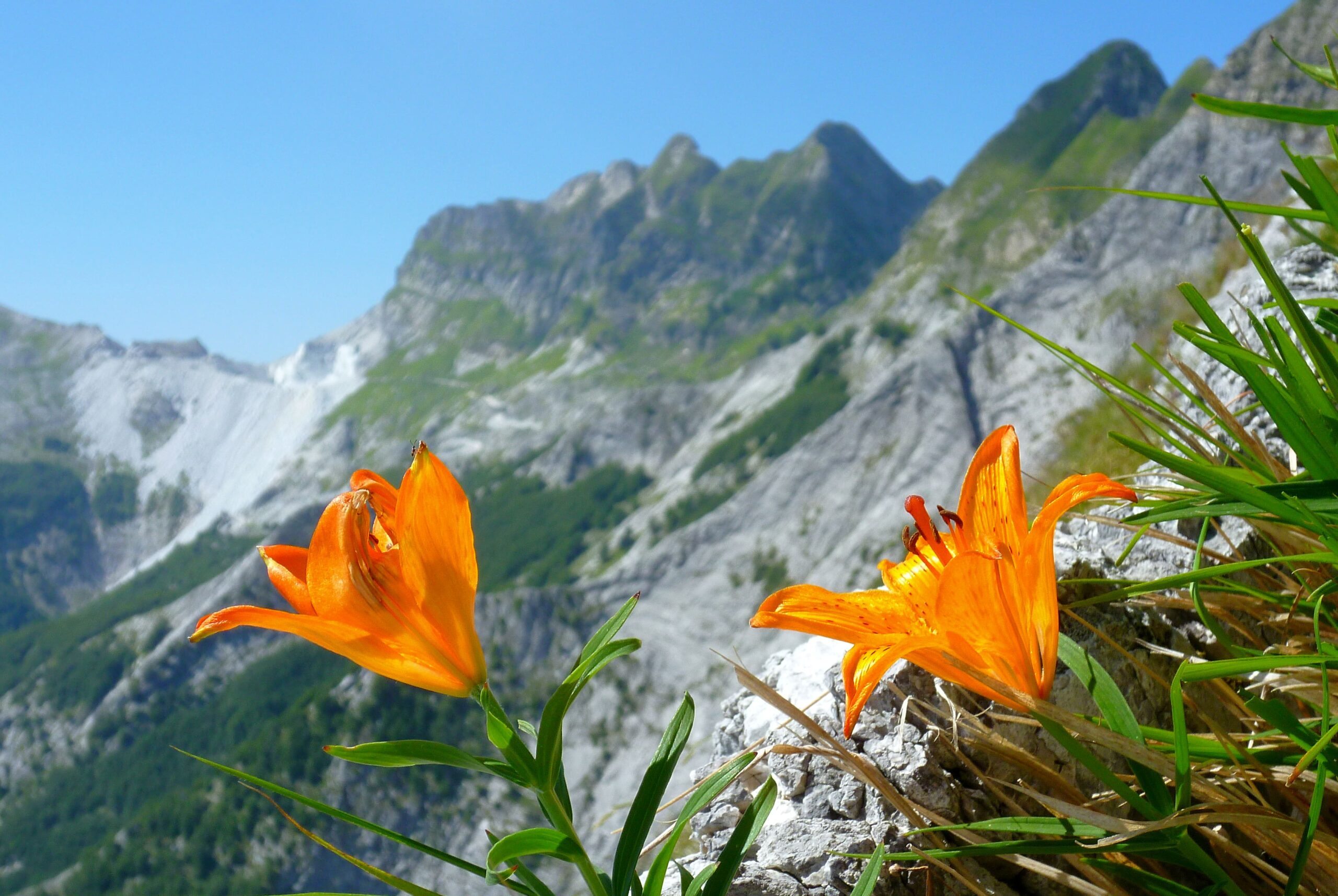 APUANE_FLORA_northtuscany